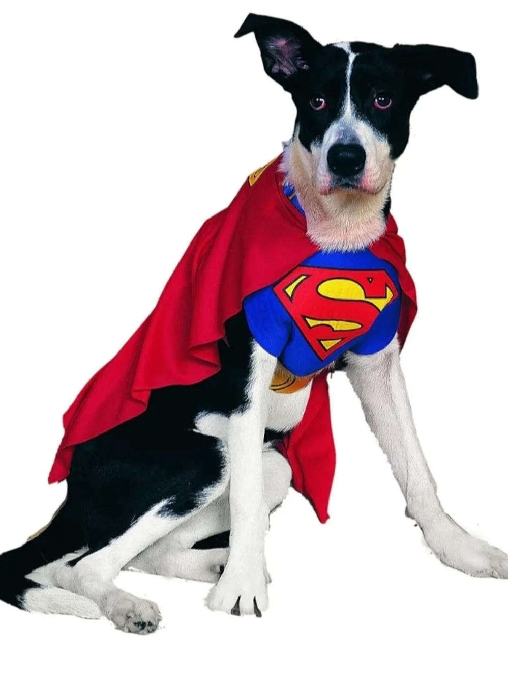 XL DC Superhero Dog Cape and Chest Piece in Red, Blue, Yellow